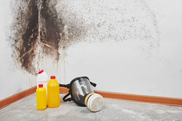 Reliable Moore, OK Mold Removal Solutions