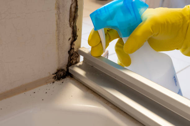 Best Office Mold Removal Services  in Moore, OK