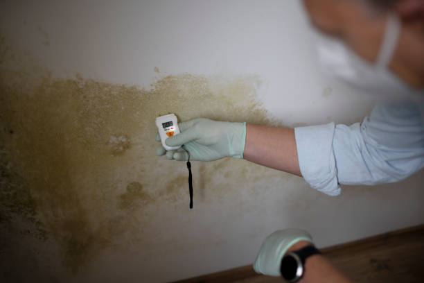 Office Mold Removal Services in Moore, OK