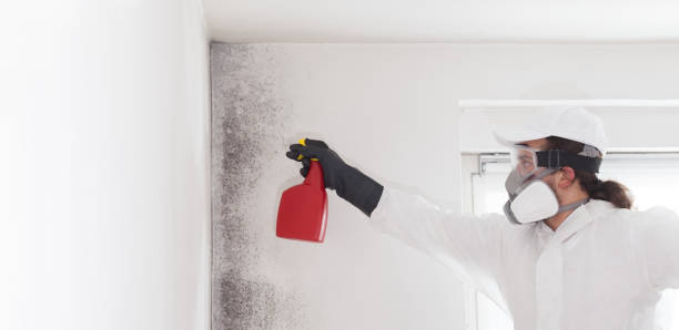 Best Mold Removal Company Near Me  in Moore, OK