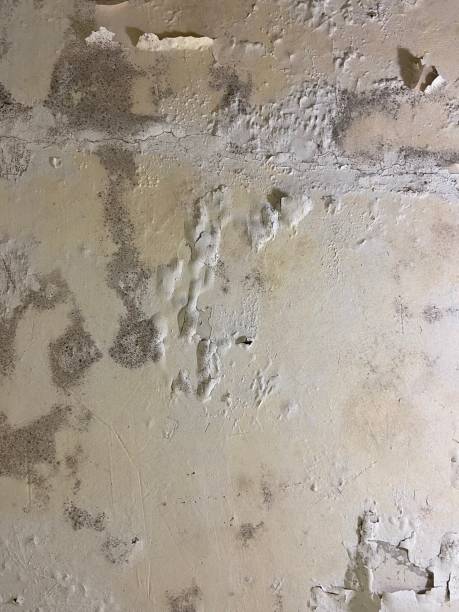 Best Professional Mold Removal  in Moore, OK