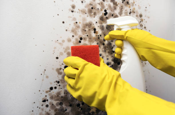 Best Local Mold Removal Service  in Moore, OK