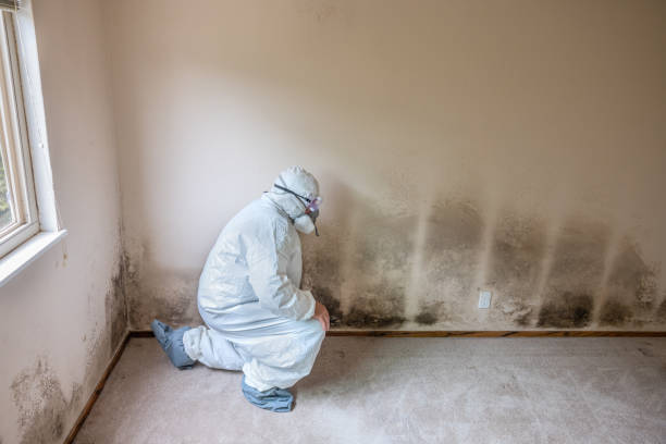 Best Certified Mold Removal  in Moore, OK