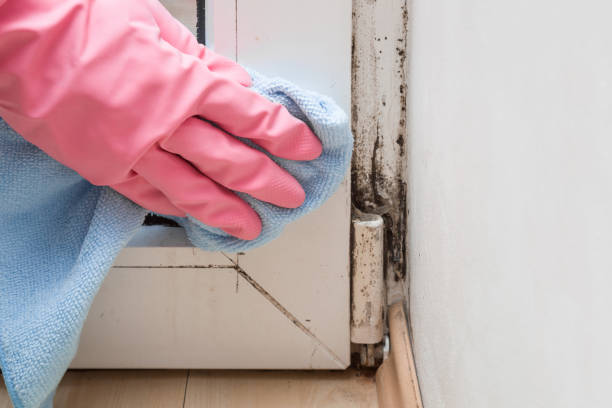 Best Fast Mold Removal  in Moore, OK