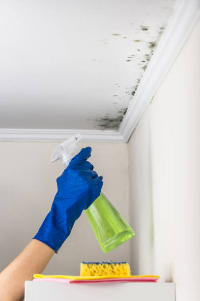  Moore, OK Mold Removal Pros