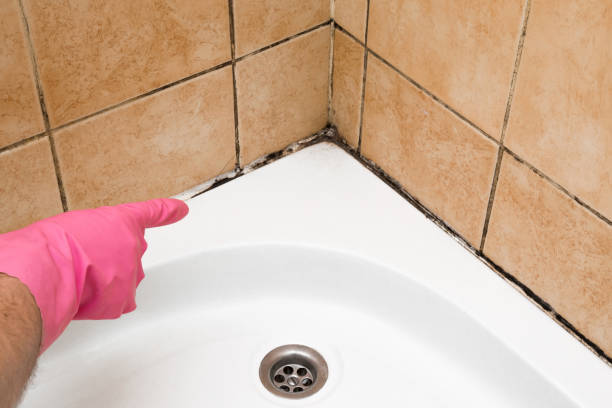 Best Mold Remediation  in Moore, OK